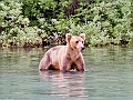 Alaska Wildlife-21